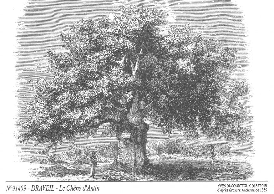 N 91409 - DRAVEIL - le chêne d antin (d'aprs gravure ancienne)